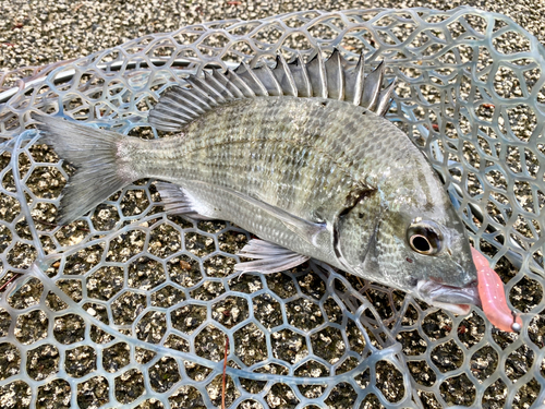 ミナミクロダイの釣果