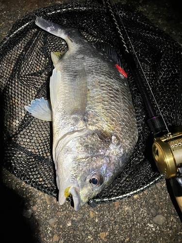 キビレの釣果