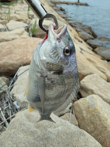 キビレの釣果