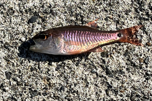 ネンブツダイの釣果