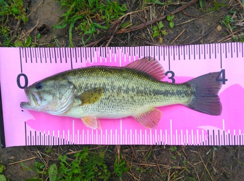 ブラックバスの釣果