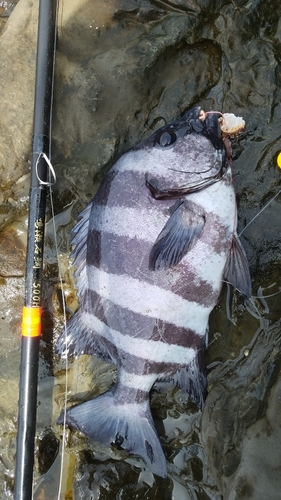 イシダイの釣果