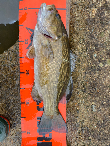 スモールマウスバスの釣果