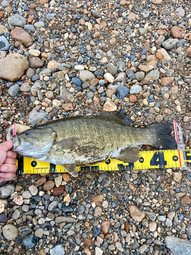 スモールマウスバスの釣果