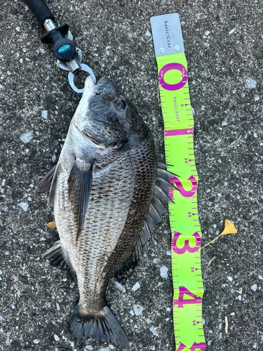 クロダイの釣果