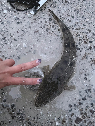 マゴチの釣果