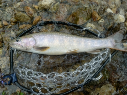 イワナの釣果