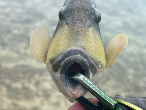 ゴマモンガラの釣果