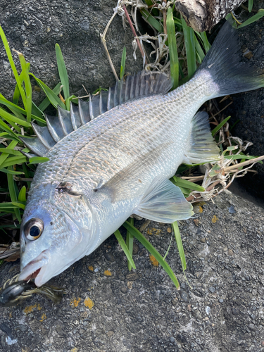 キビレの釣果