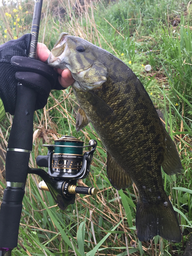 スモールマウスバスの釣果