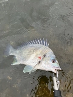 キビレの釣果