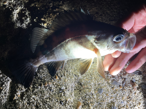 メバルの釣果