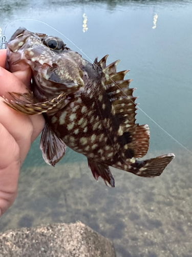 ガシラの釣果