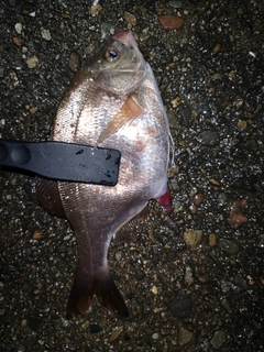 ウミタナゴの釣果