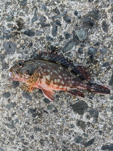 アラカブの釣果