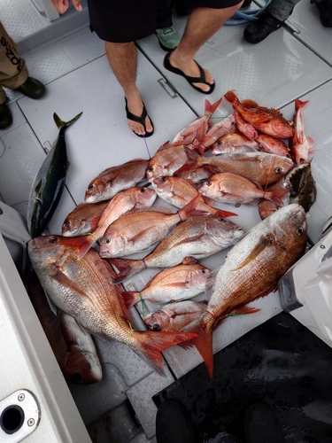 タイの釣果