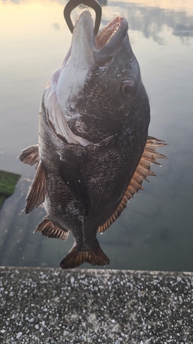 クロダイの釣果