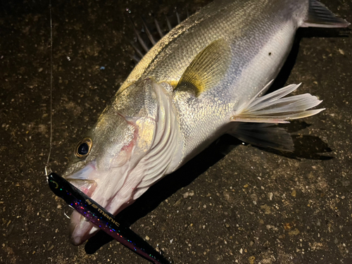 スズキの釣果