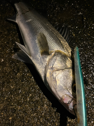 スズキの釣果