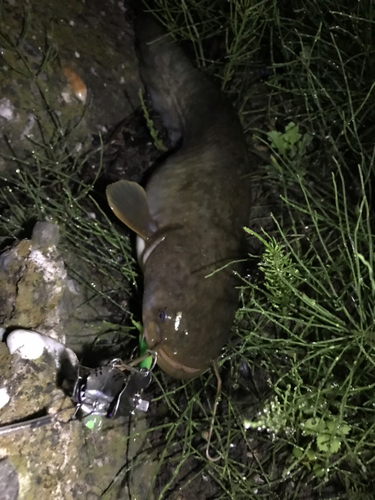 マナマズの釣果