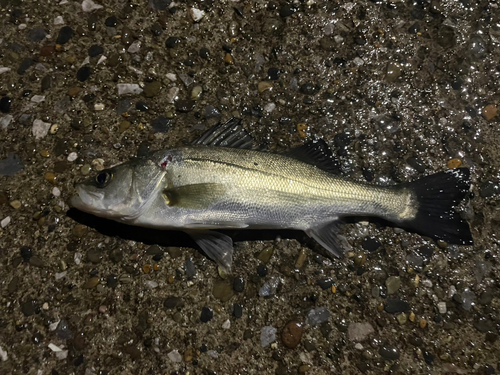 セイゴ（マルスズキ）の釣果