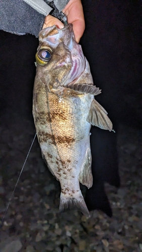 シロメバルの釣果