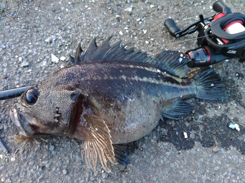 シマゾイの釣果