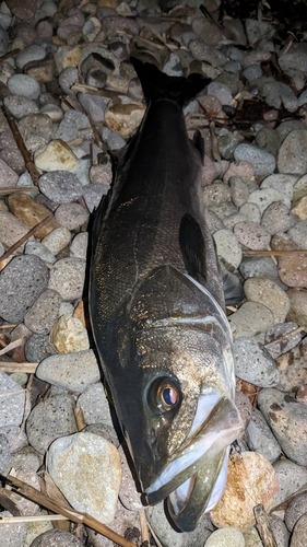 マルスズキの釣果