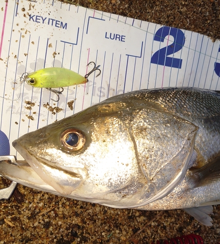 シーバスの釣果