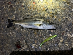 シーバスの釣果