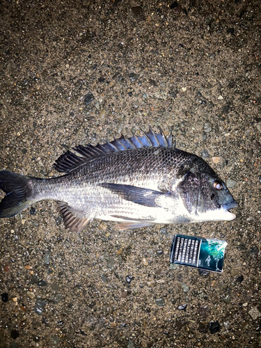 クロダイの釣果