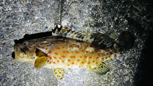 オオモンハタの釣果