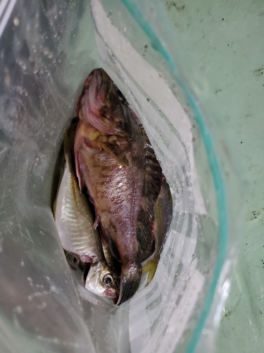 マアジの釣果