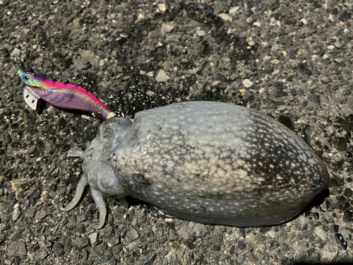 シリヤケイカの釣果