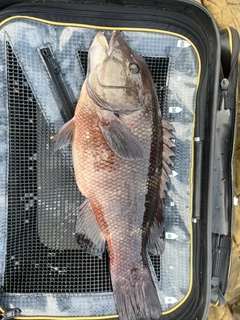 コブダイの釣果