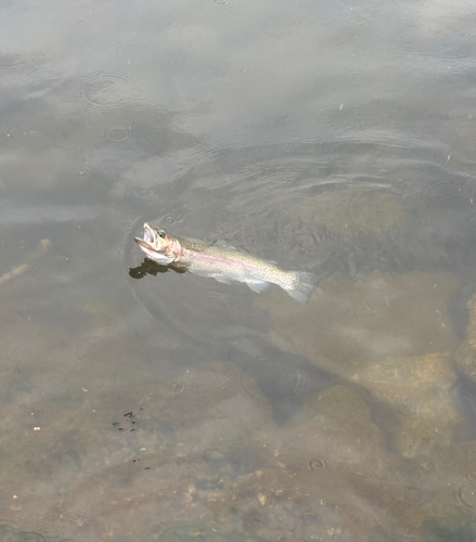 ニジマスの釣果