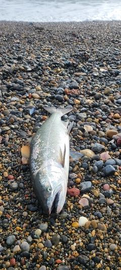 サクラマスの釣果