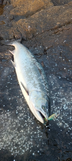 サクラマスの釣果