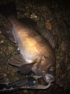 シロメバルの釣果