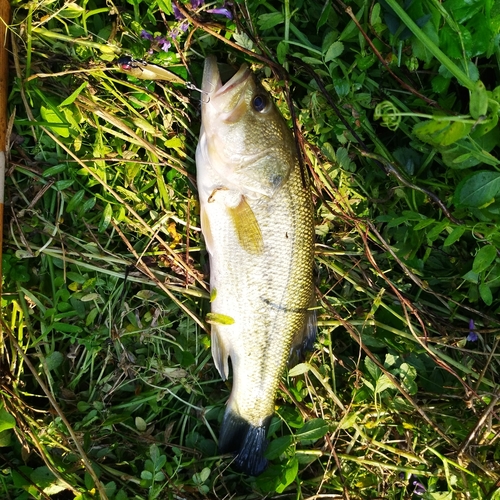 ブラックバスの釣果