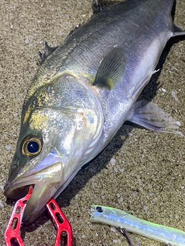 フッコ（マルスズキ）の釣果