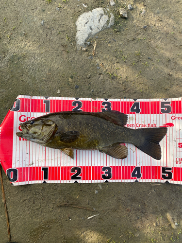 スモールマウスバスの釣果