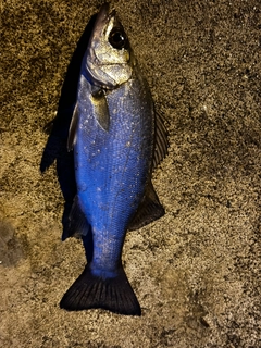 セイゴ（マルスズキ）の釣果