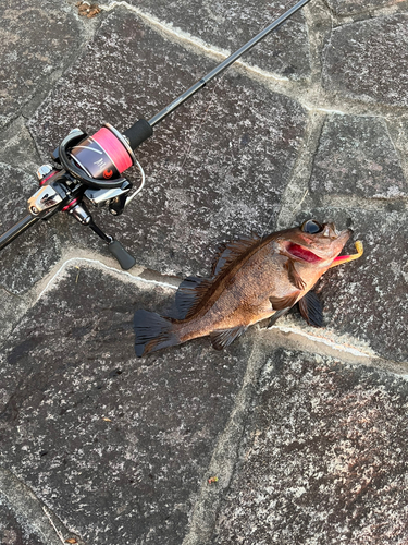 メバルの釣果