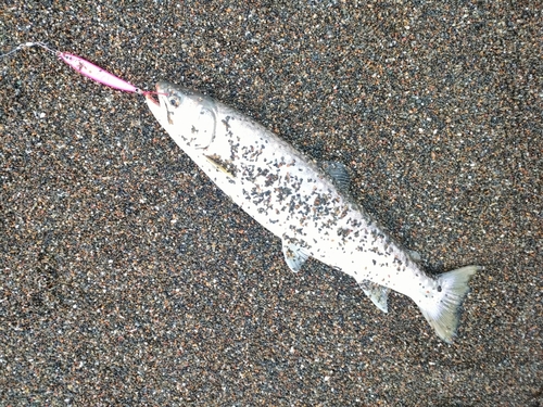 アメマスの釣果