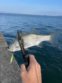 セイゴ（ヒラスズキ）の釣果