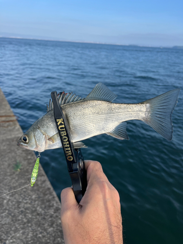 セイゴ（ヒラスズキ）の釣果