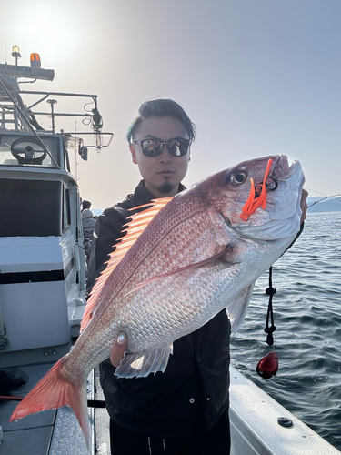 マダイの釣果