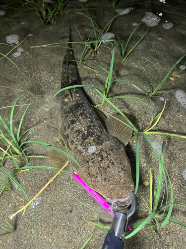 マゴチの釣果