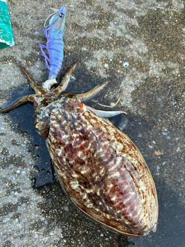 コウイカの釣果